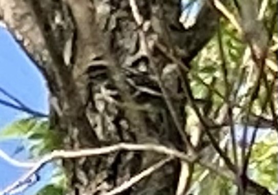 Black-and-white Warbler - ML637203241