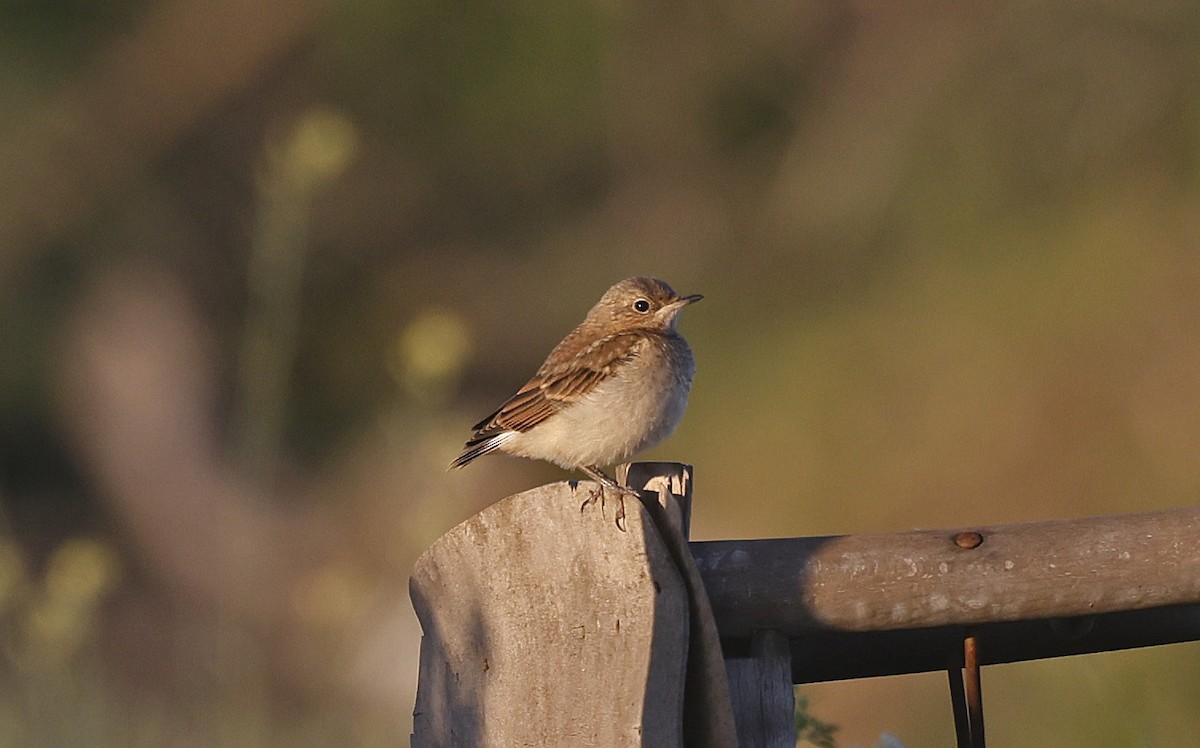 Northern Wheatear (Eurasian) - ML637203289