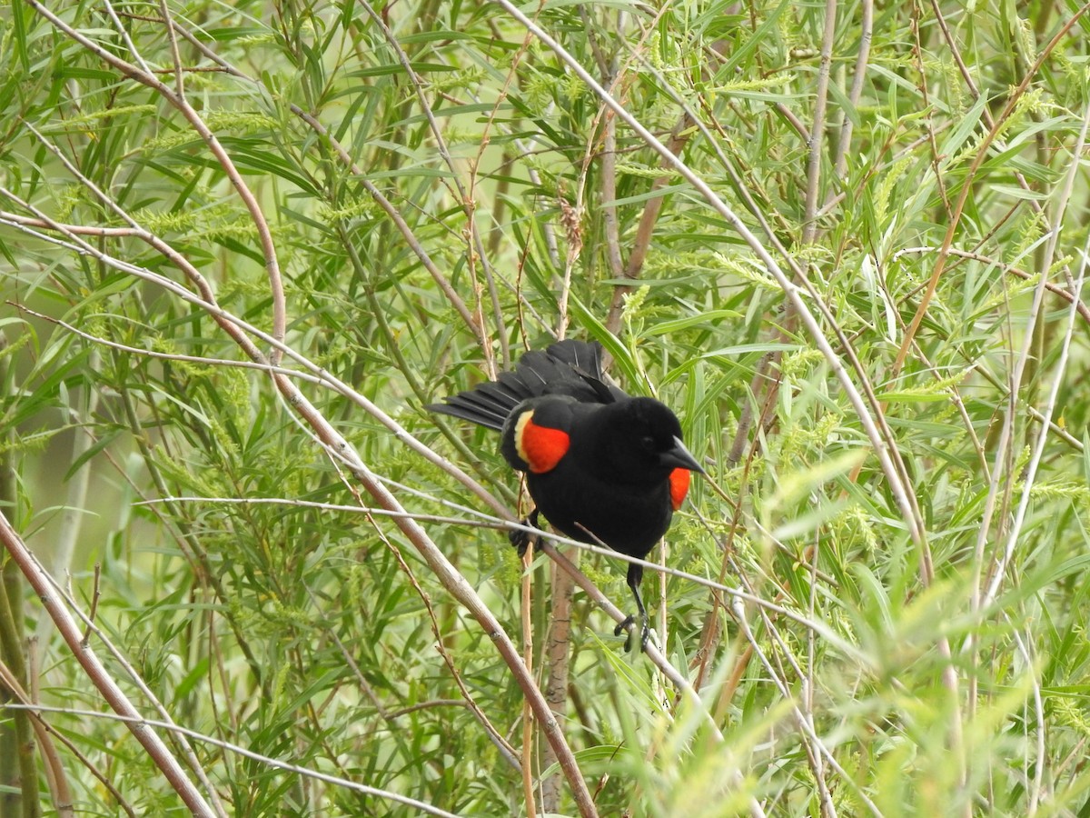 Red-winged Blackbird - ML637203291