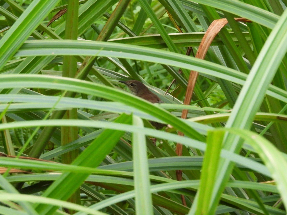 Little Rush Warbler - ML637203294