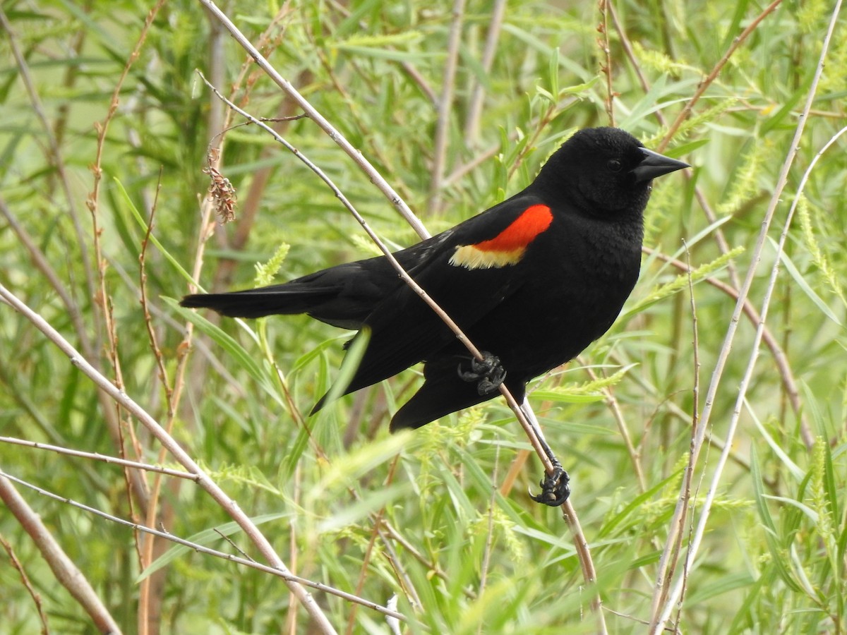 Red-winged Blackbird - ML637203300