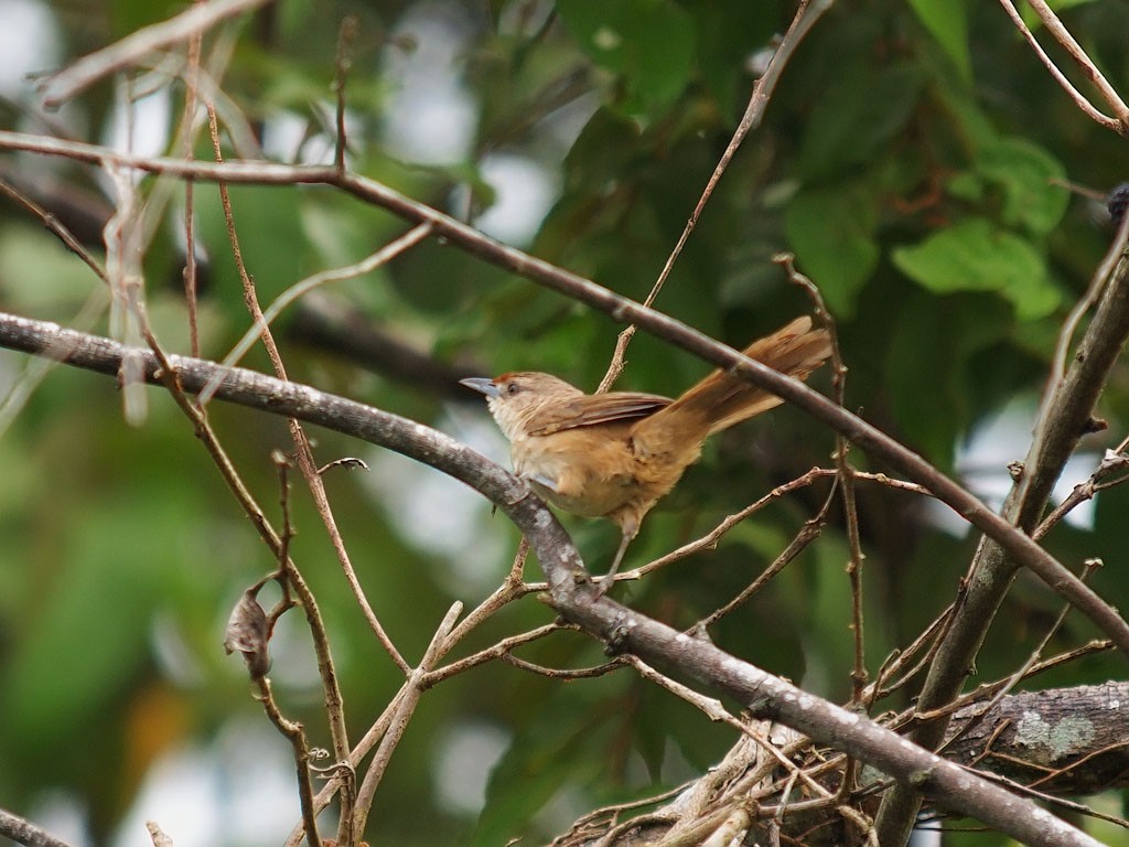 Rufous-fronted Thornbird - ML637203303