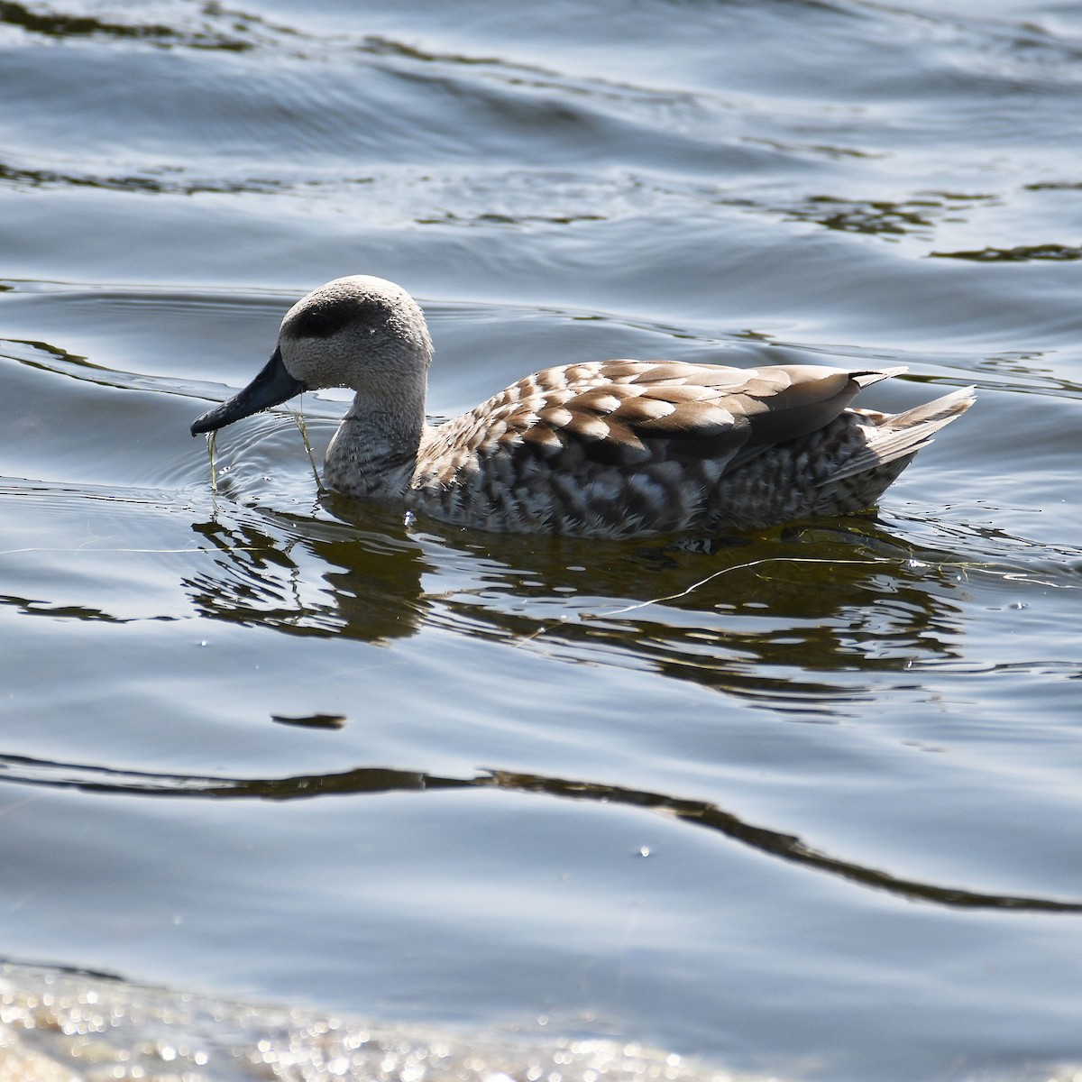 Marbled Duck - ML637203346