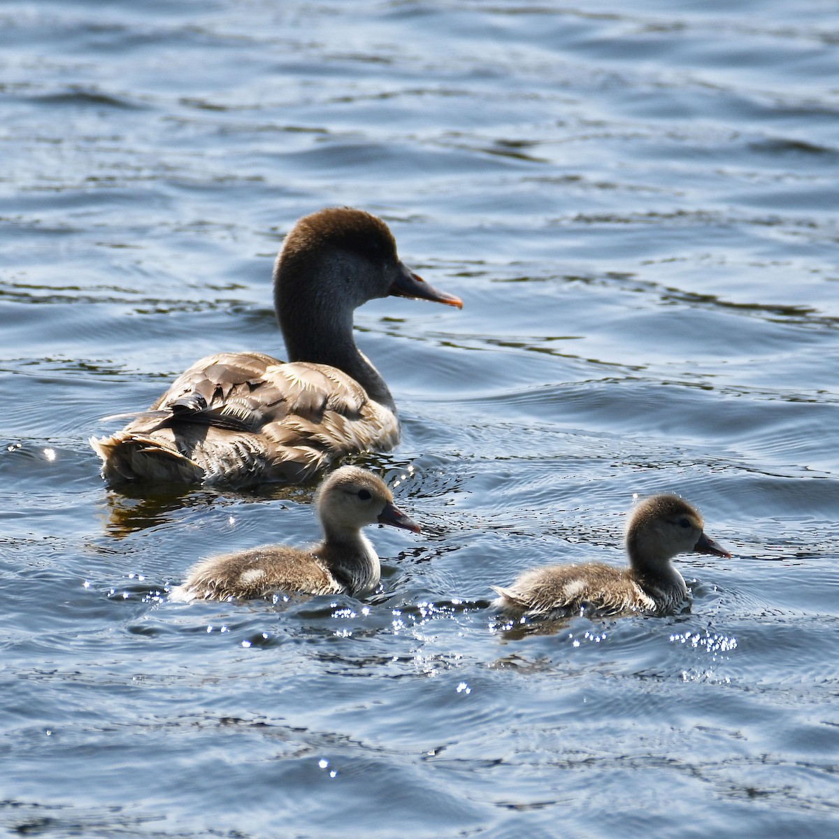 Red-crested Pochard - ML637203353