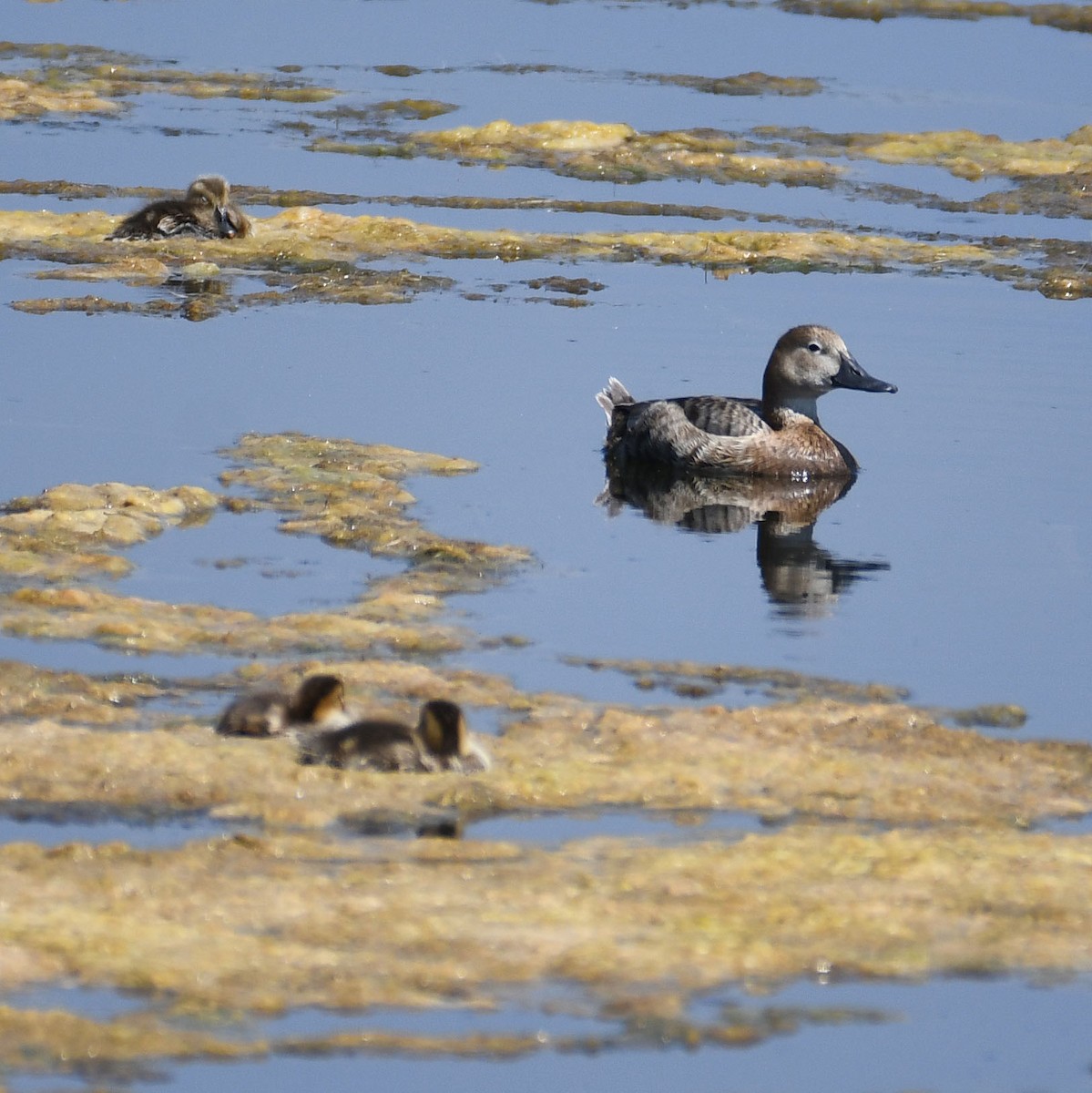 Common Pochard - ML637203362