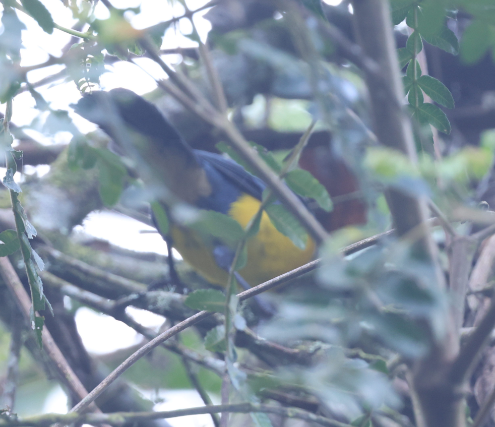 Buff-breasted Mountain Tanager (Buff-breasted) - ML637203456