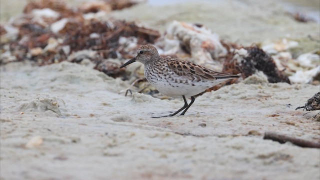 White-rumped Sandpiper - ML637203460