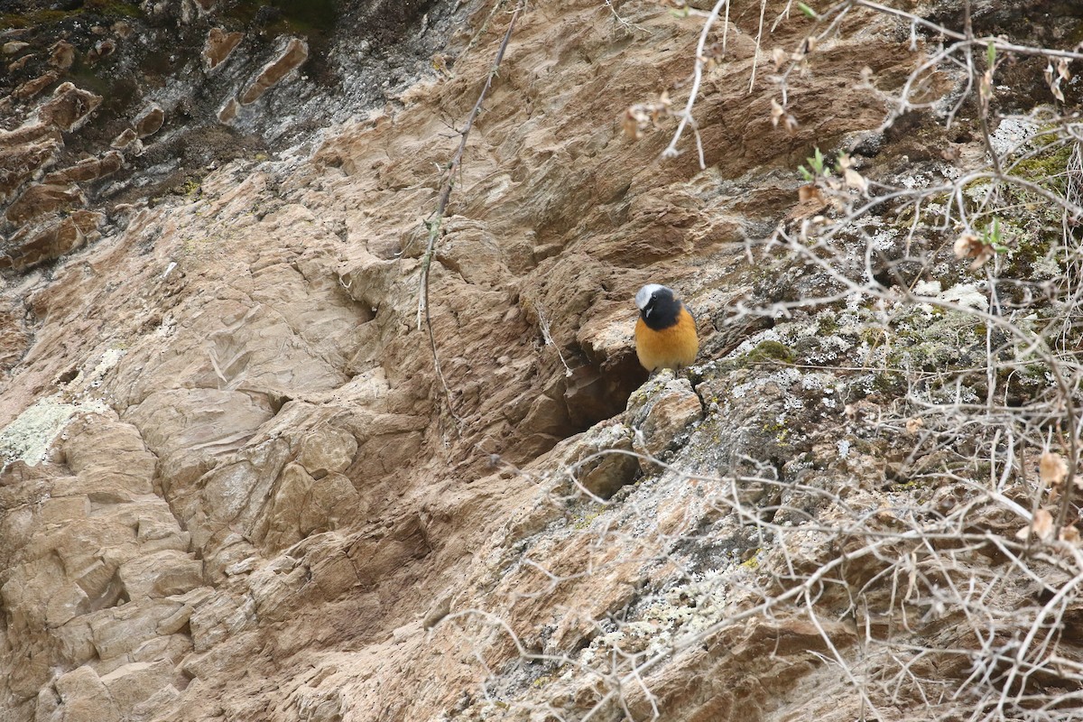 Hodgson's Redstart - ML637203495