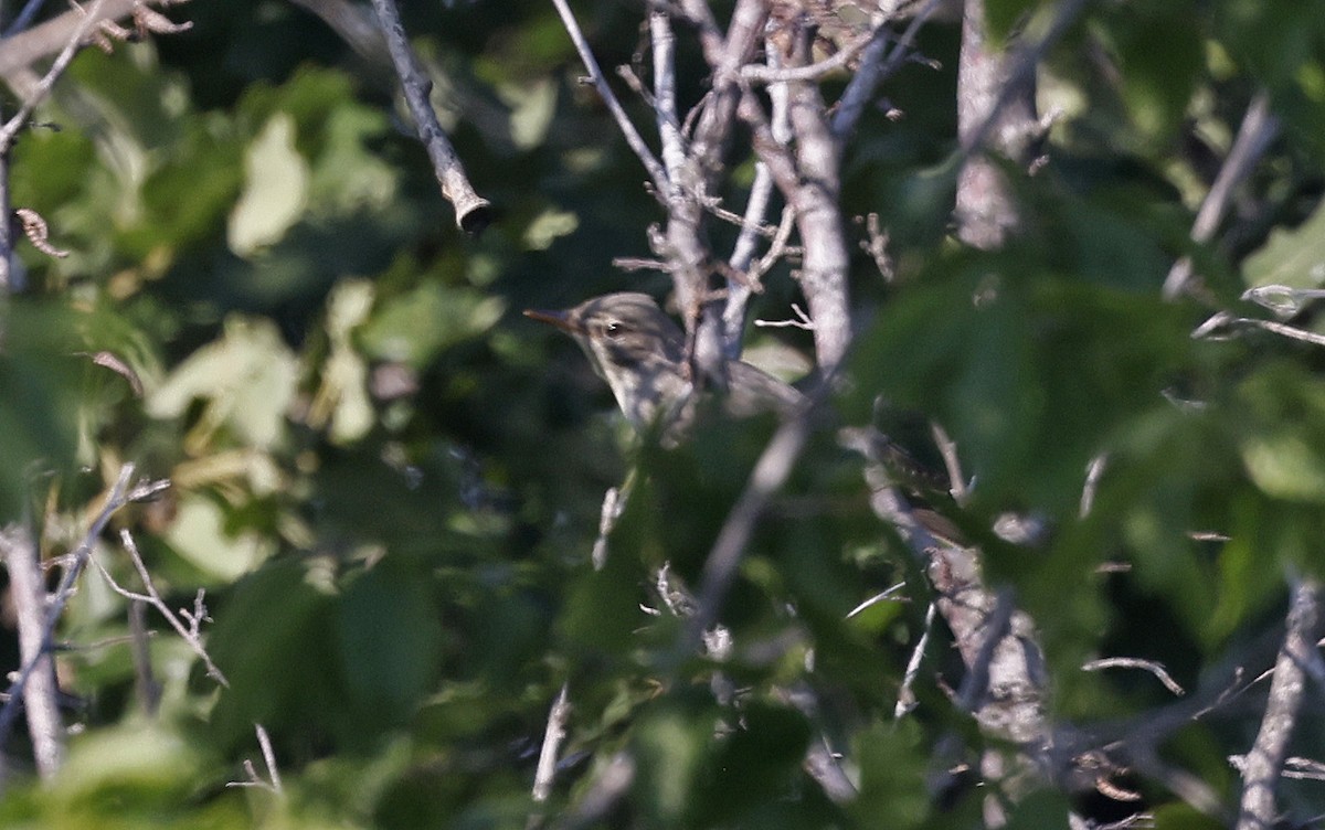 Olive-tree Warbler - ML637203573