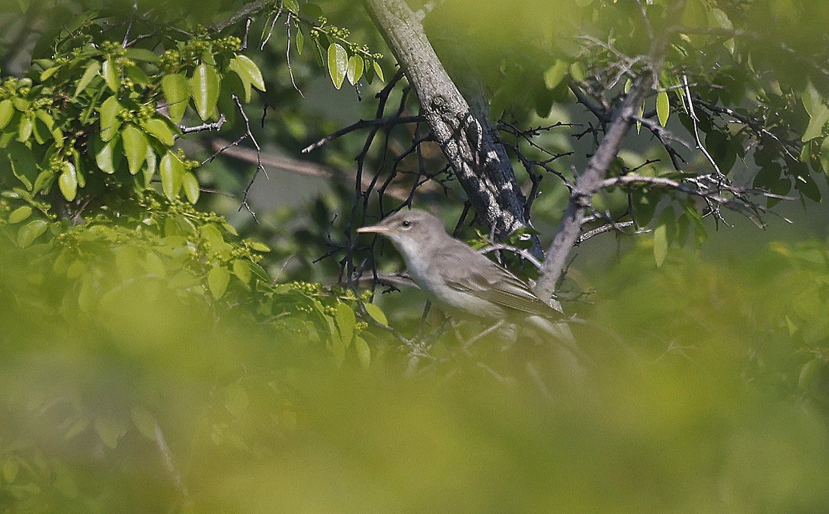 Olive-tree Warbler - ML637203577
