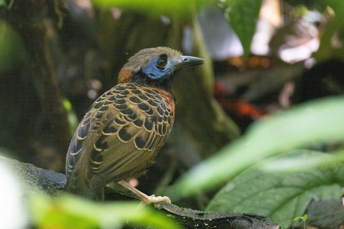 Ocellated Antbird - ML637203609