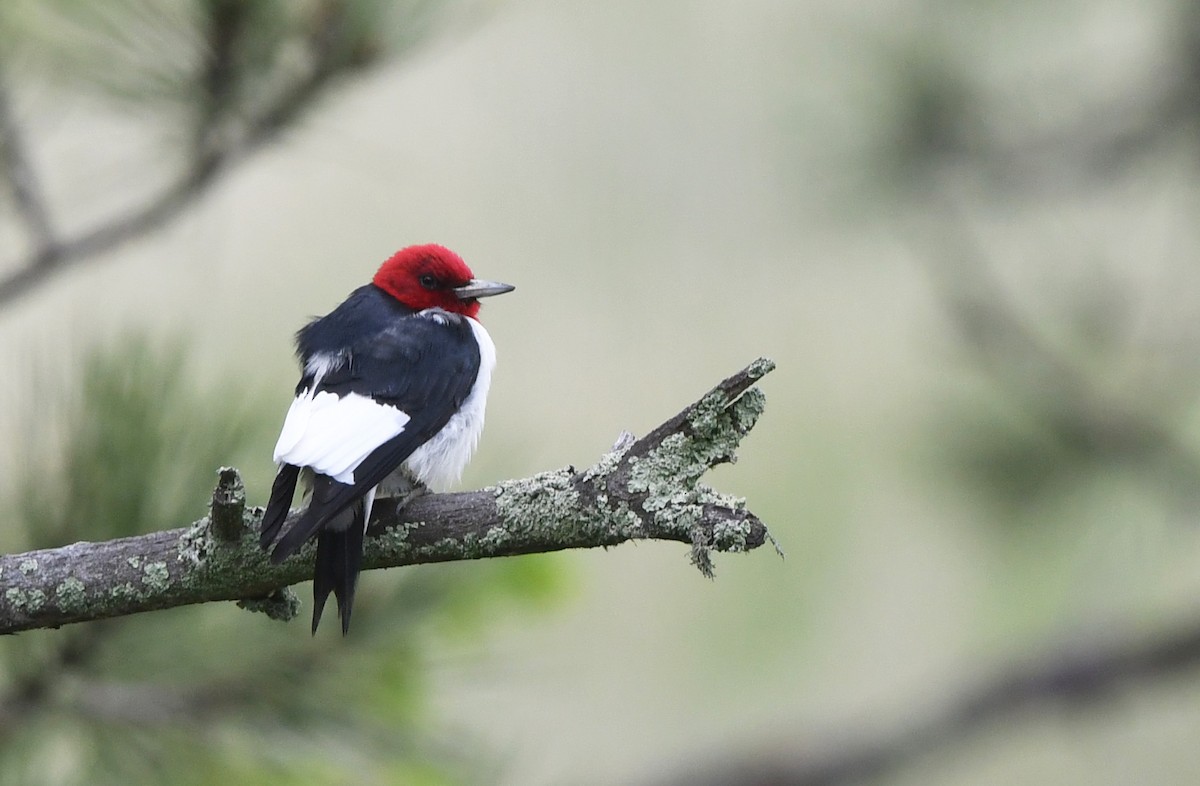 Red-headed Woodpecker - ML637203611
