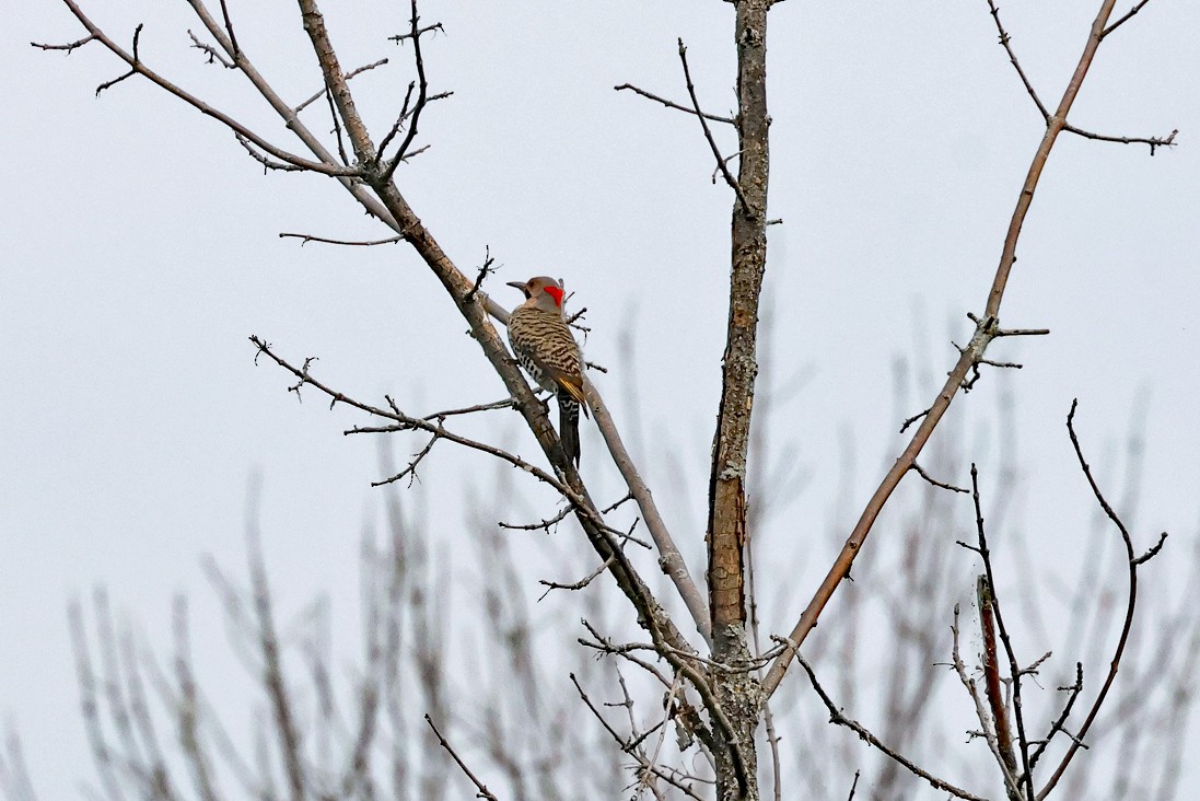 Northern Flicker - ML637203641