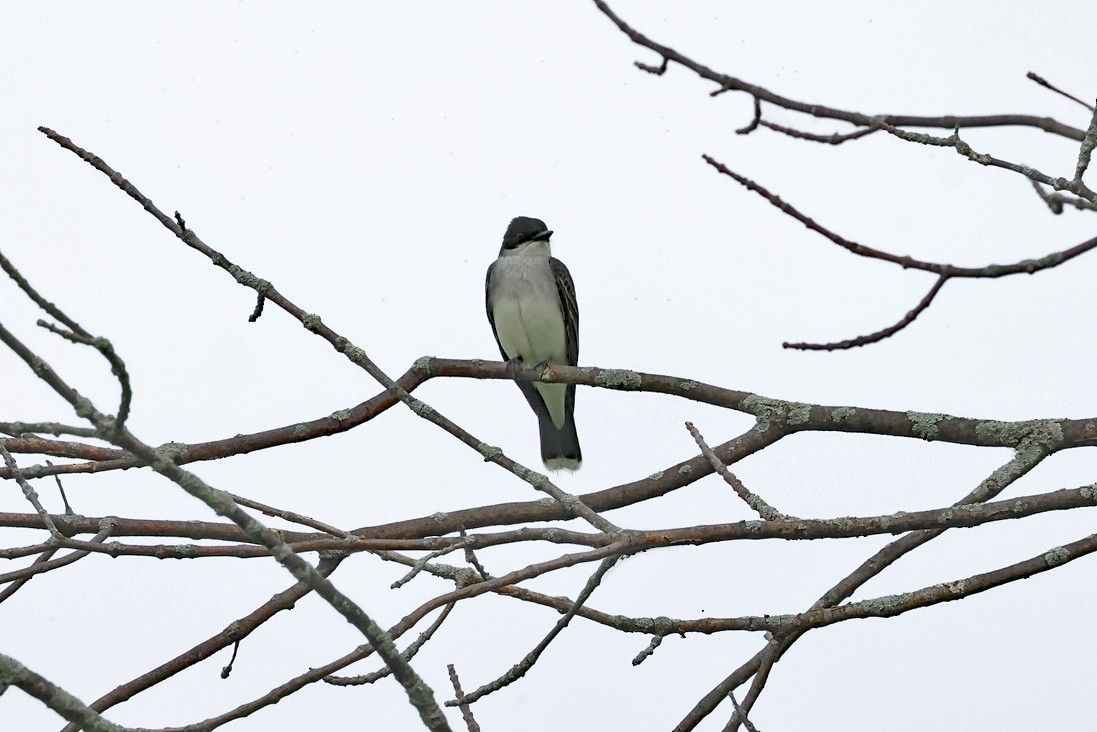 Eastern Kingbird - ML637203671