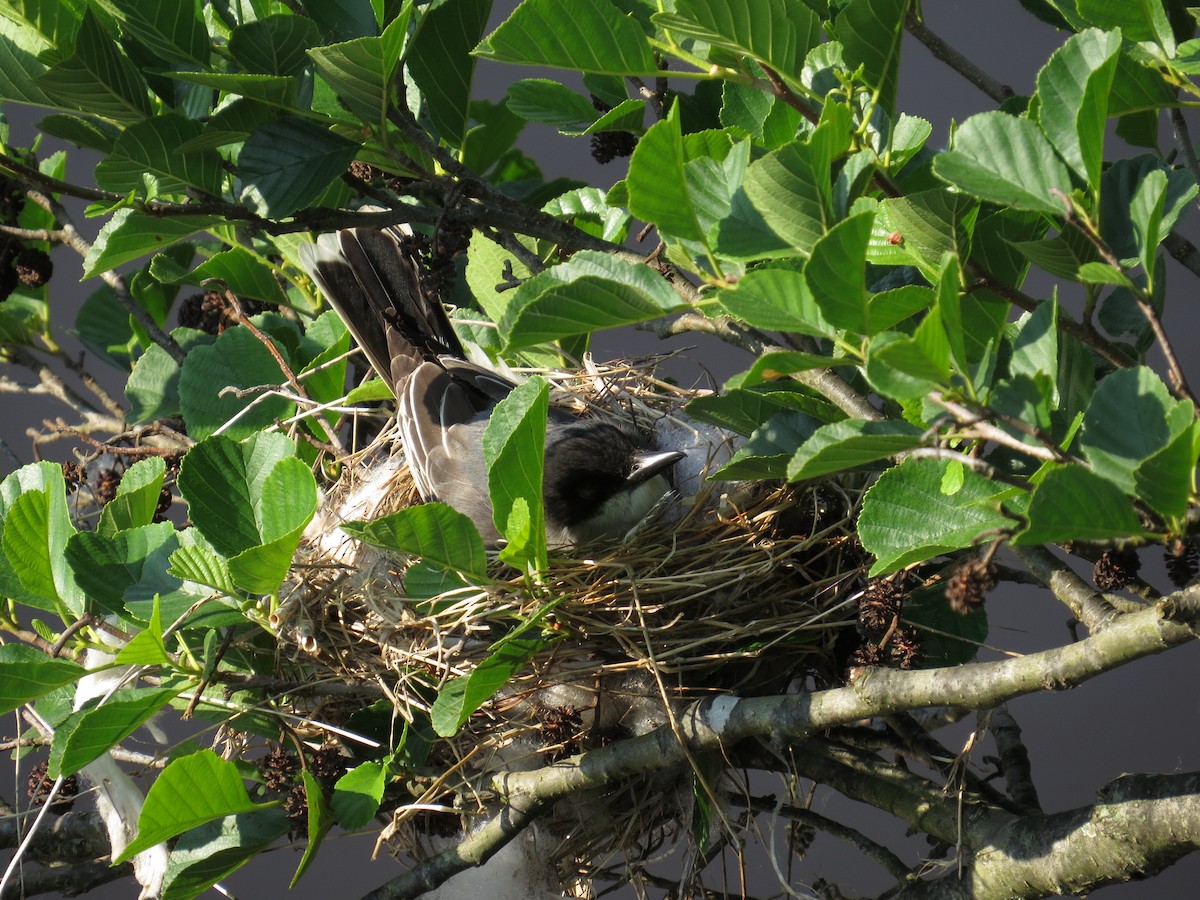 ML637203679 Eastern Kingbird - 1200