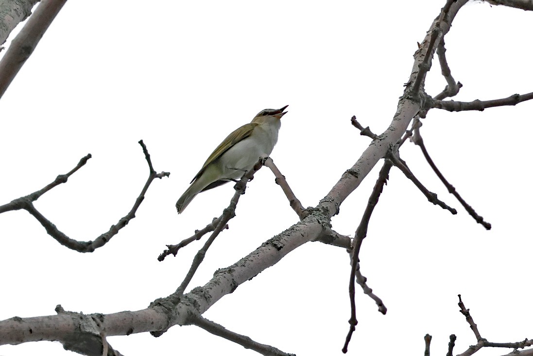 Red-eyed Vireo - ML637203688