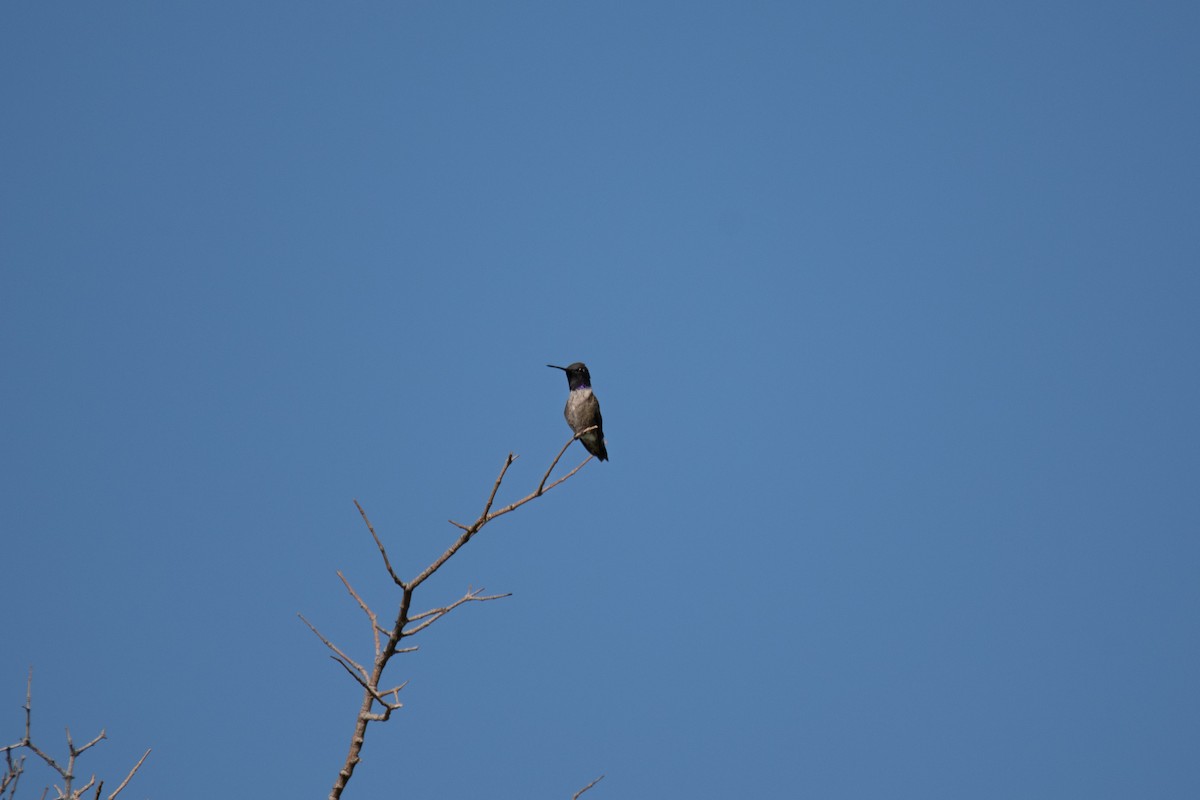 Black-chinned Hummingbird - ML637203708