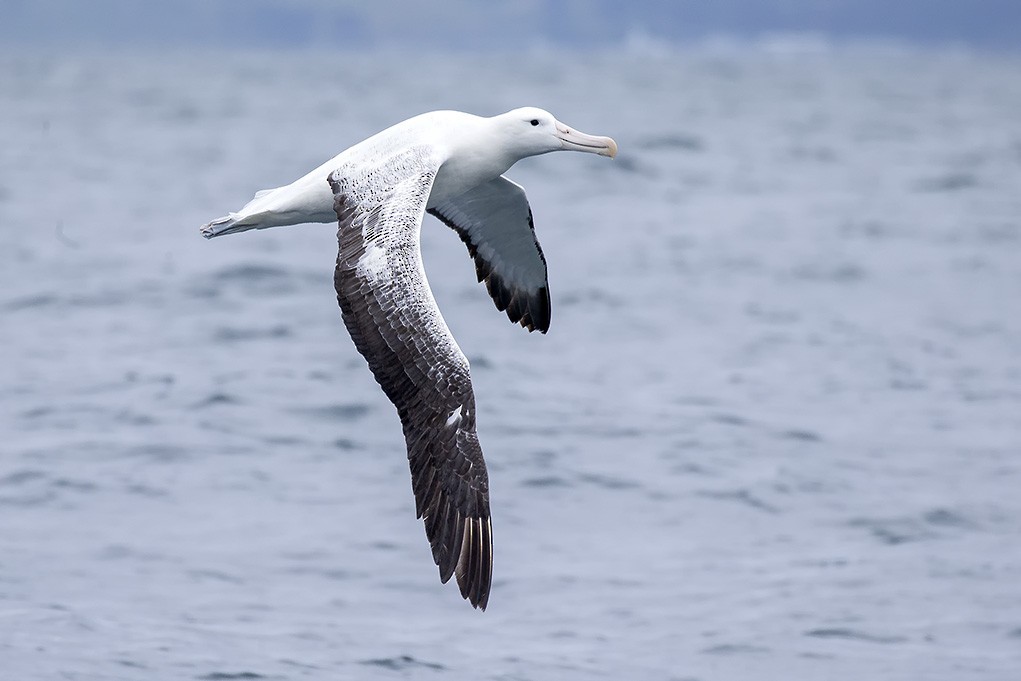 Southern Royal Albatross - ML637203713