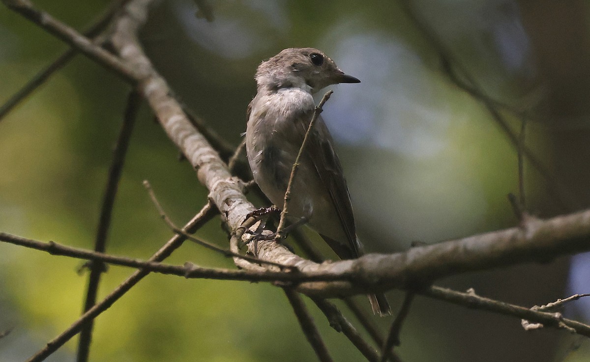 Semicollared Flycatcher - ML637203727