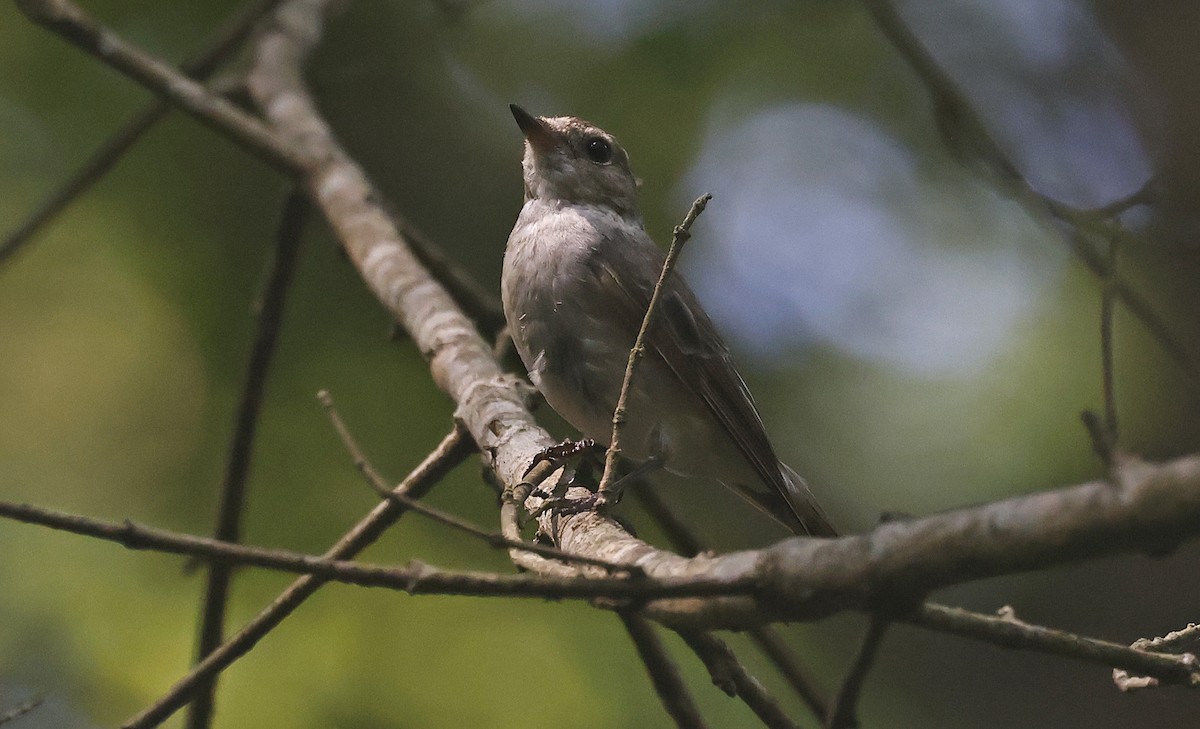Semicollared Flycatcher - ML637203733