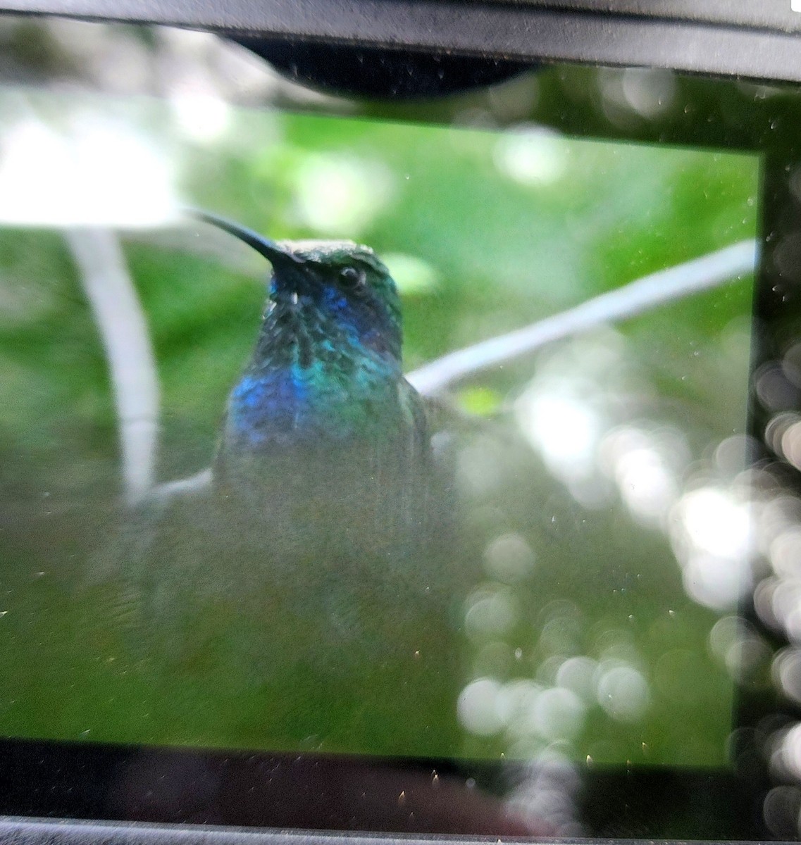 Mexican Violetear - ML637203734