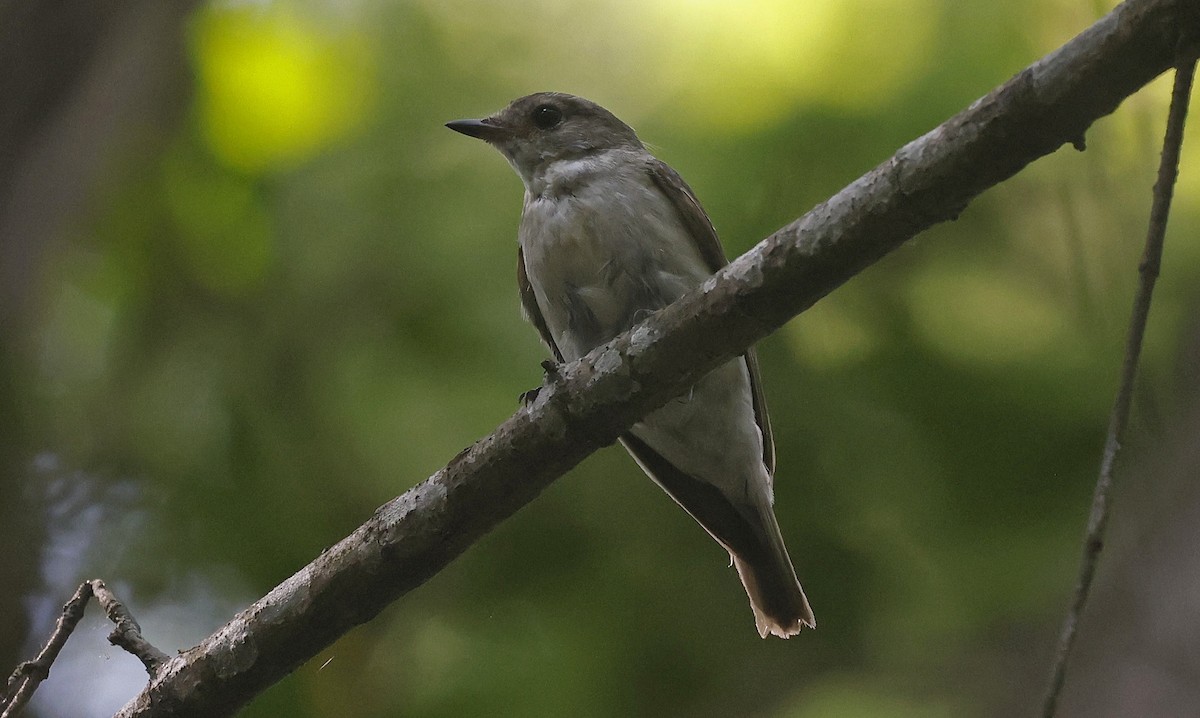 Semicollared Flycatcher - ML637203742