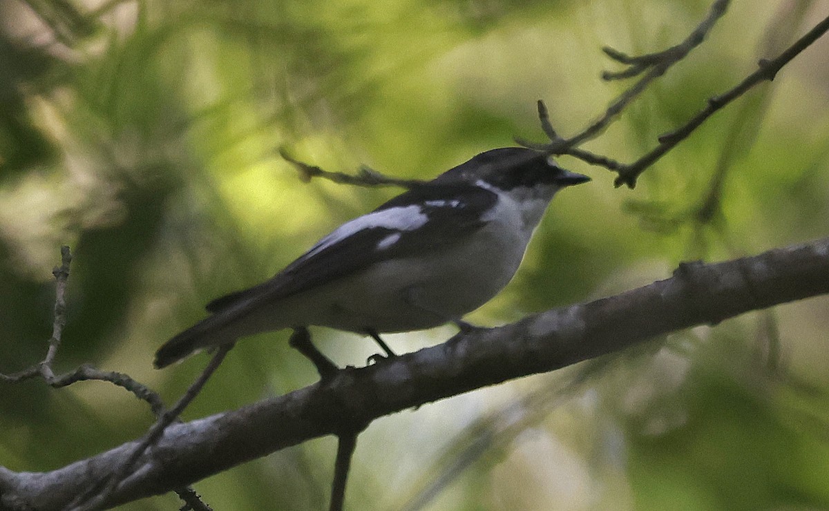 Semicollared Flycatcher - ML637203749