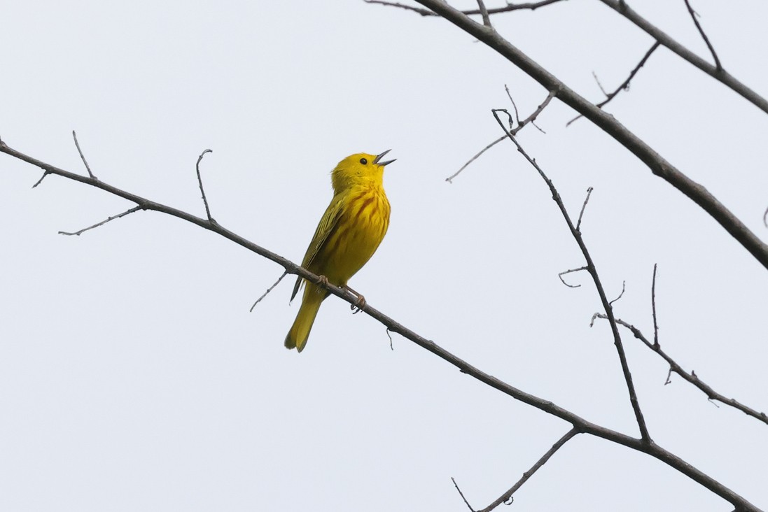 Yellow Warbler - ML637203757