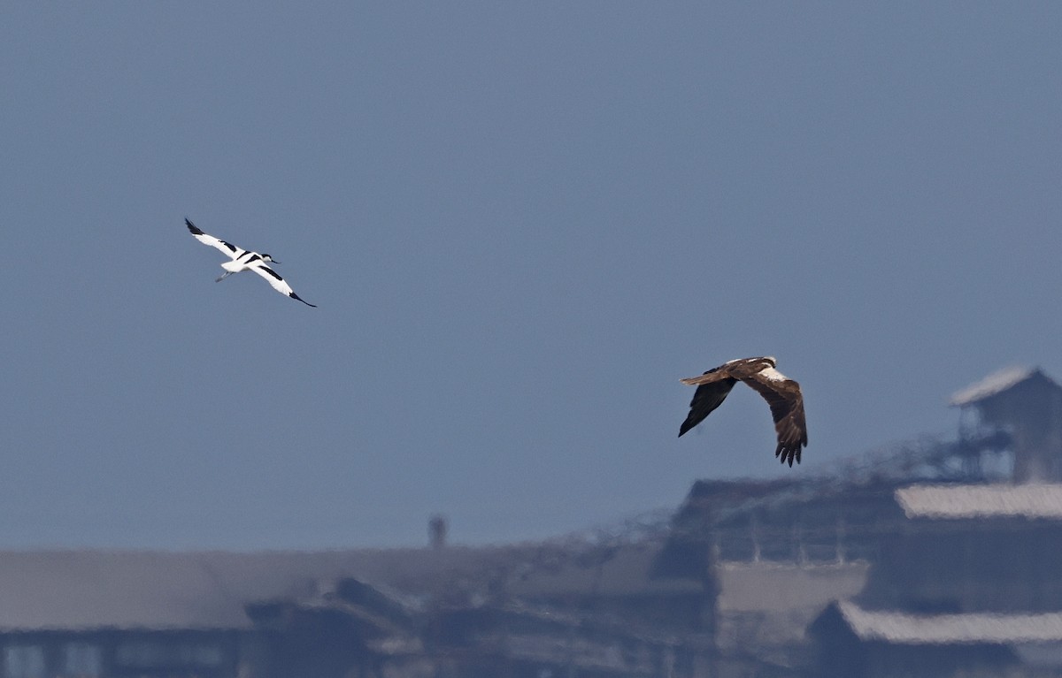 Pied Avocet - ML637203788