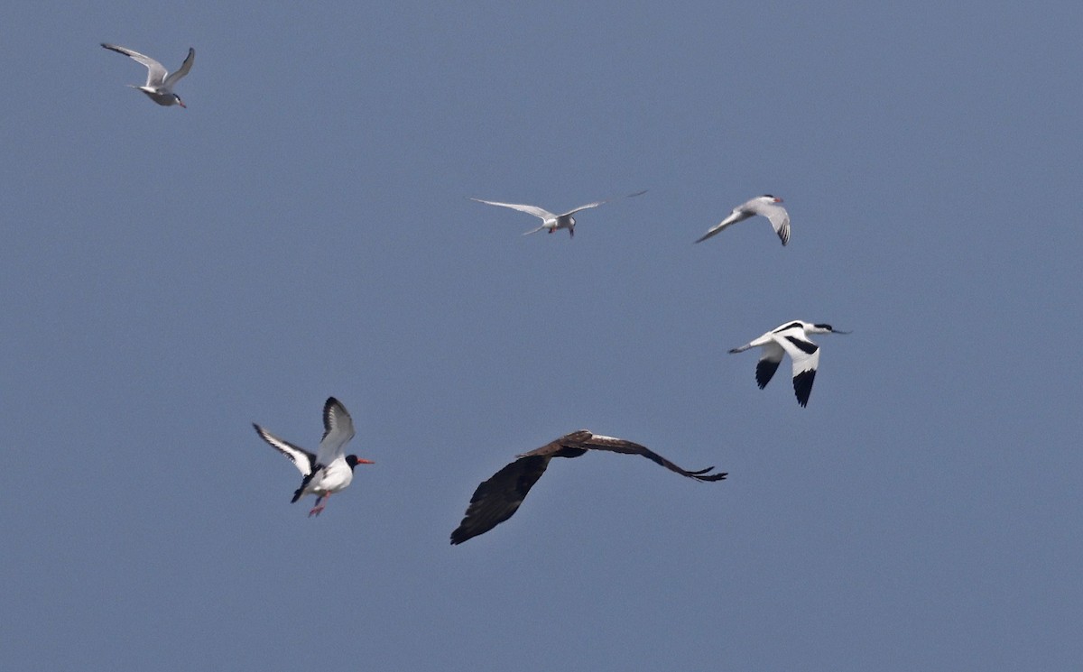 Pied Avocet - ML637203789