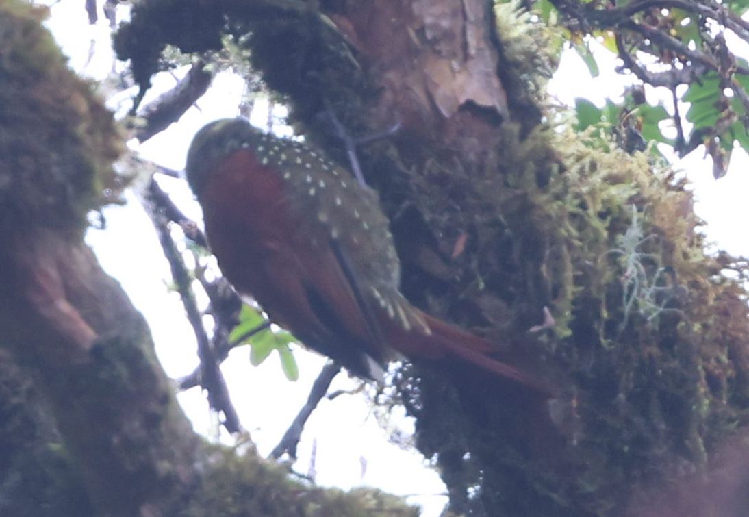 Pearled Treerunner - ML637203792