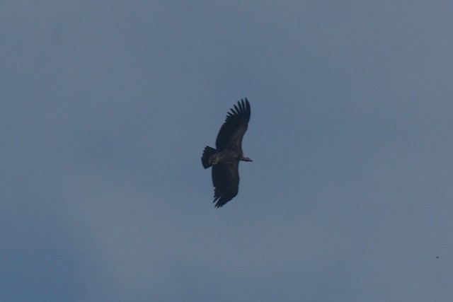 Slender-billed Vulture - ML637203811