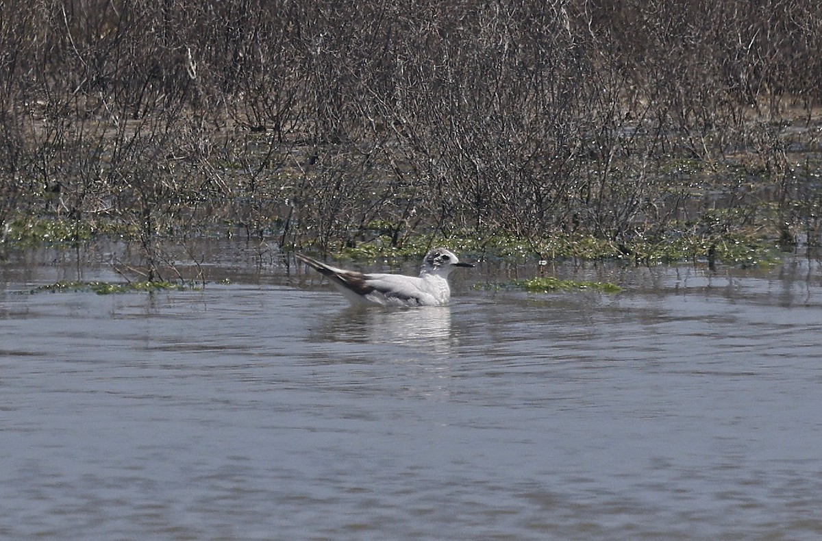 Little Gull - ML637203822