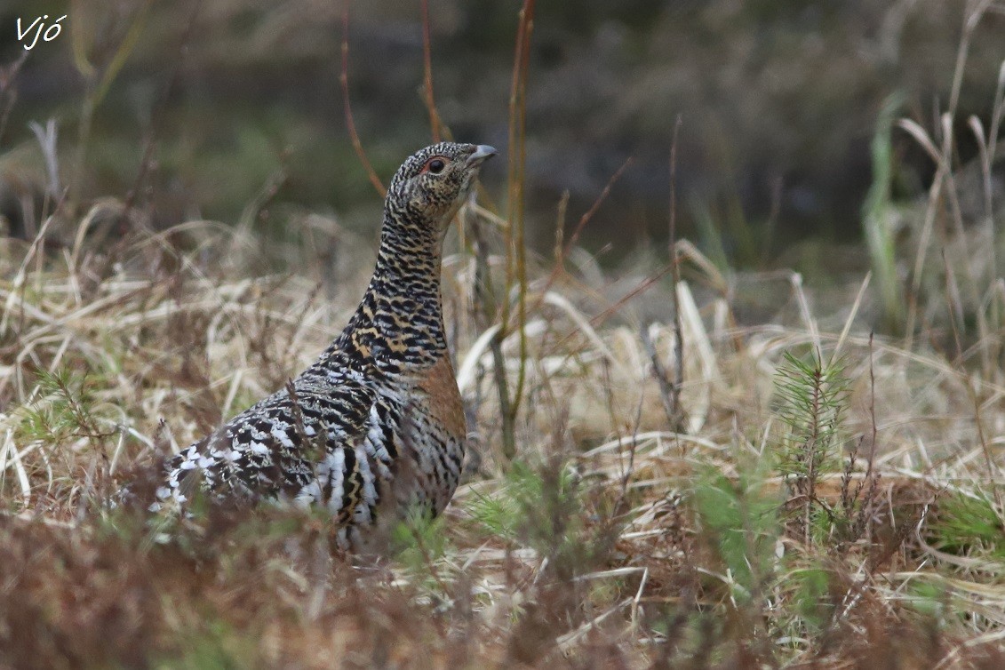 Western Capercaillie - ML637203841