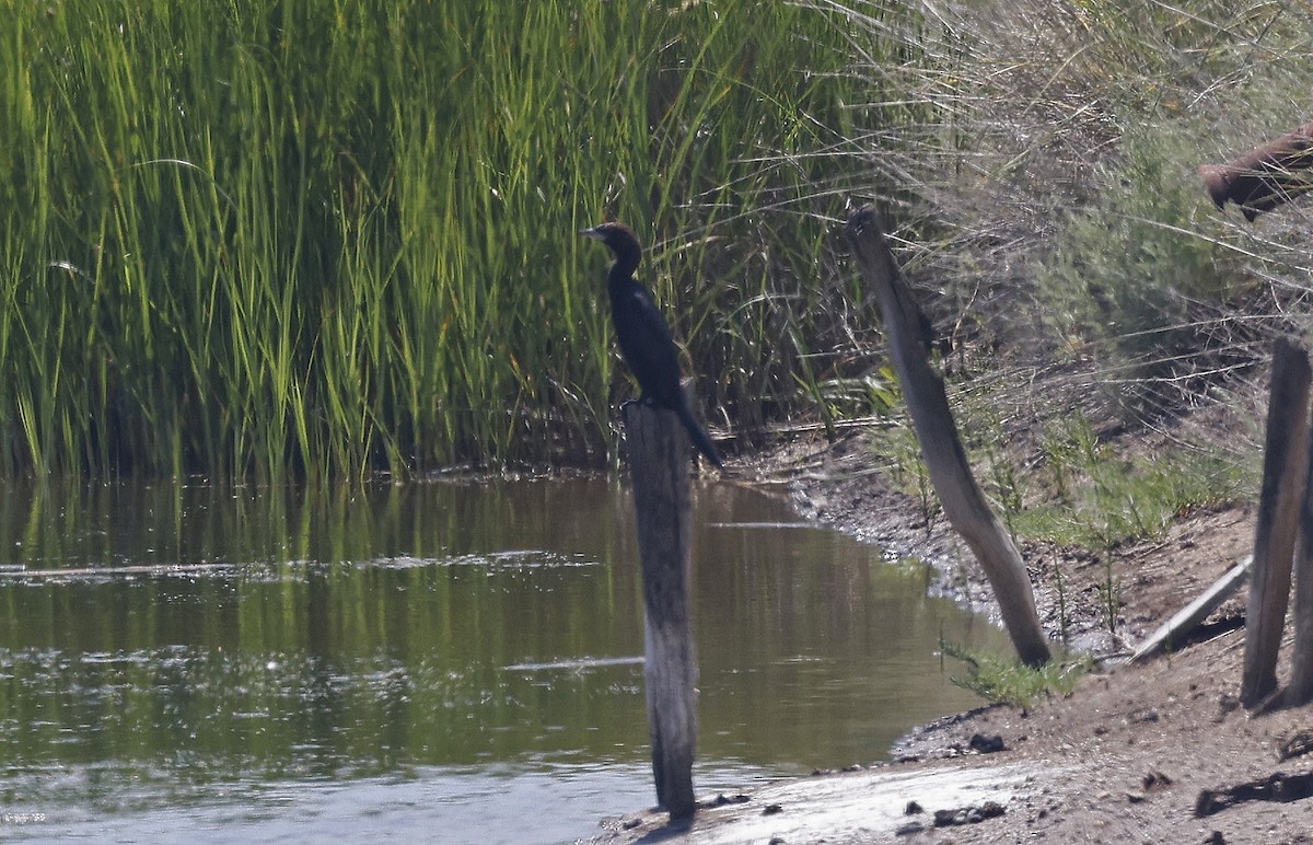 Pygmy Cormorant - ML637203851