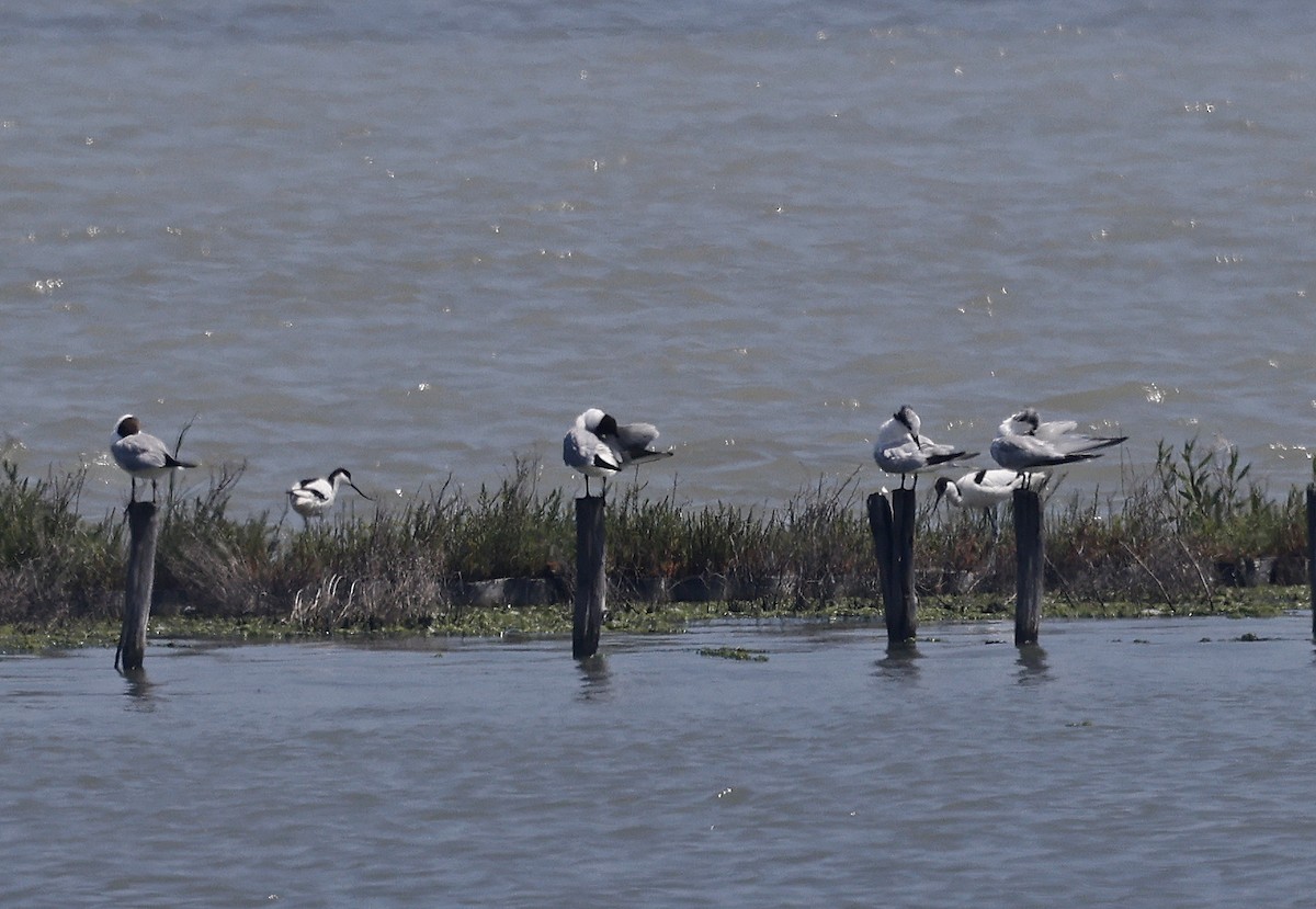 Sandwich Tern (Eurasian) - ML637203859