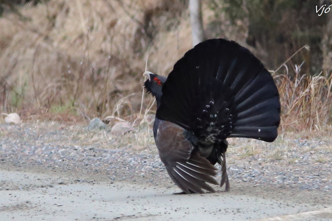 Western Capercaillie - ML637203862