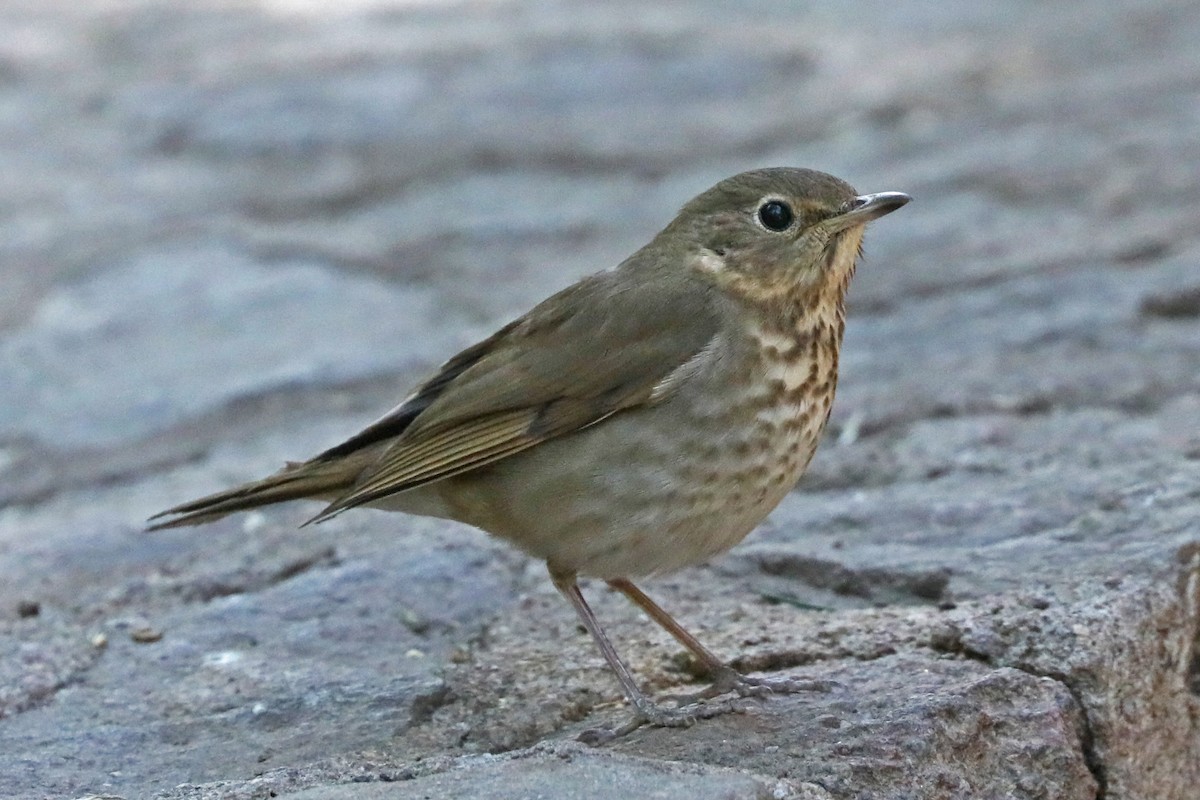 Swainson's Thrush - ML637203863