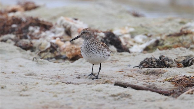 White-rumped Sandpiper - ML637203885