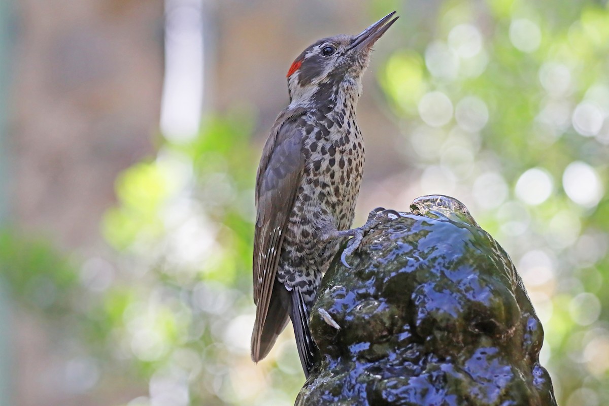 Arizona Woodpecker - ML637203895