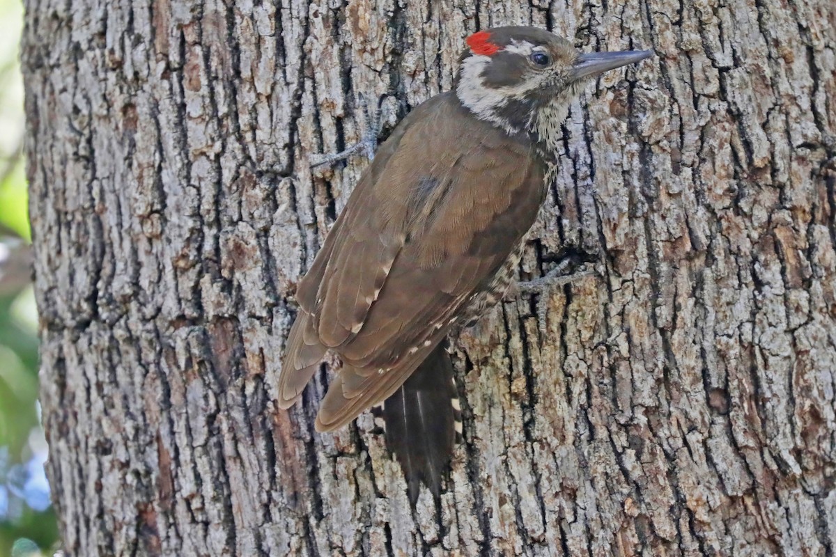 Arizona Woodpecker - ML637203911