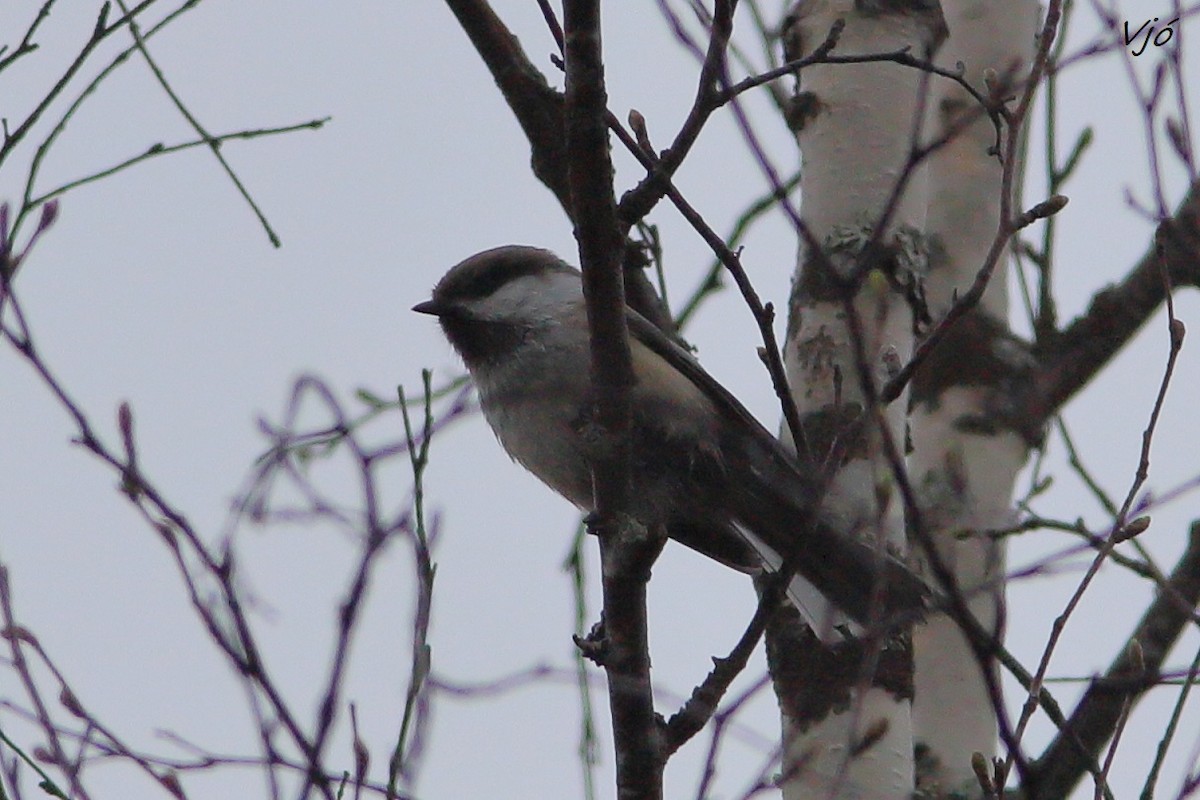 Gray-headed Chickadee - ML637203936