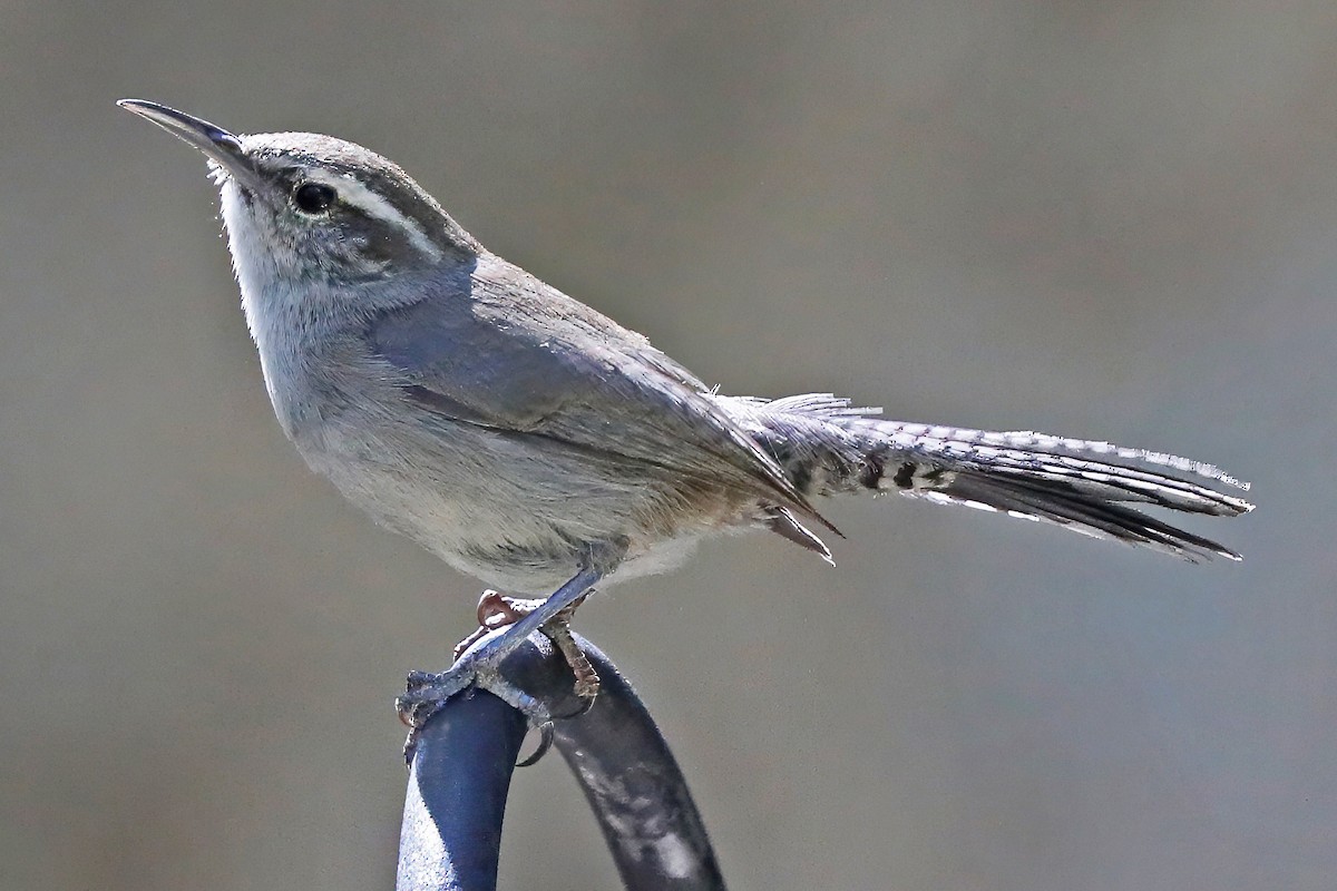 Bewick's Wren - ML637203950