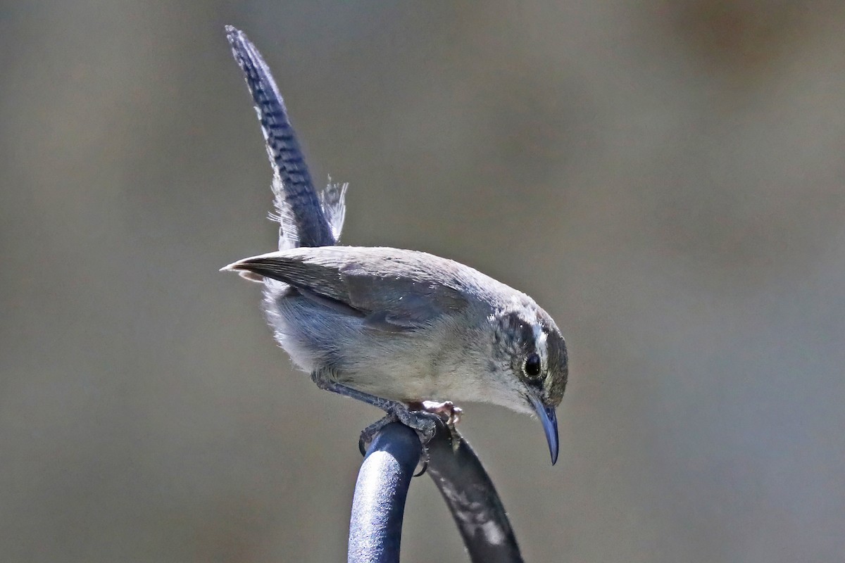 Bewick's Wren - ML637203984
