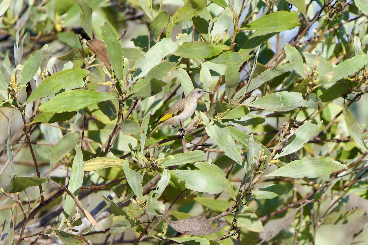 Rufous-throated Honeyeater - ML637204011