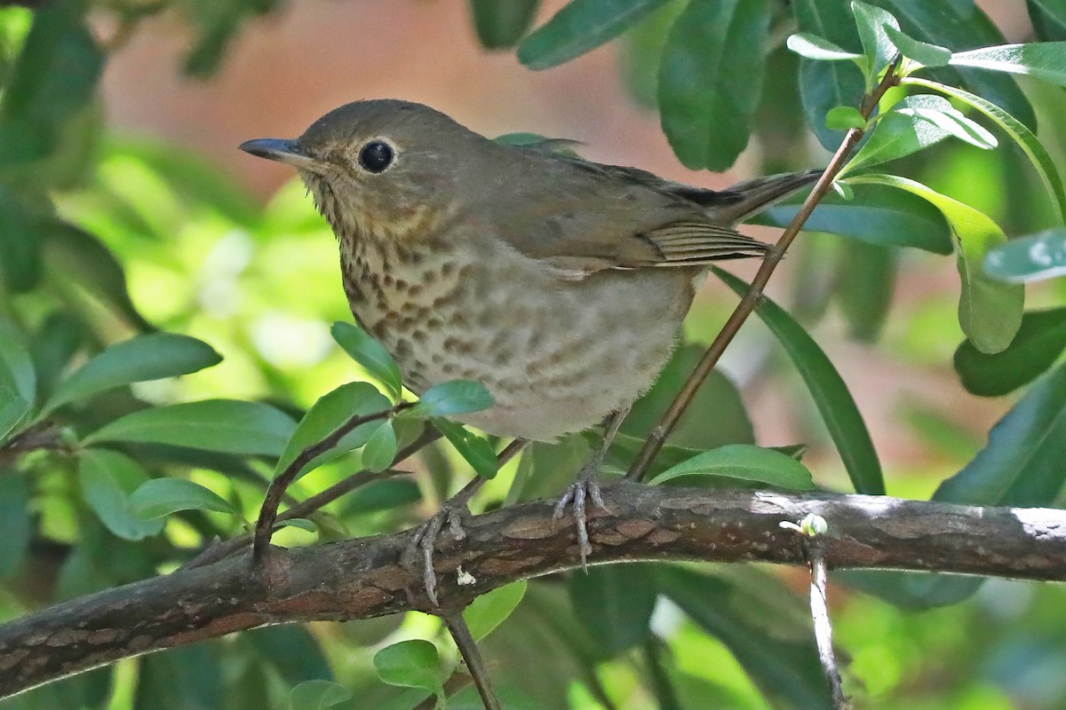 Swainson's Thrush - ML637204022