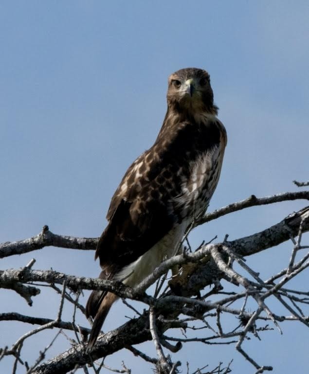 Red-tailed Hawk - ML637204031