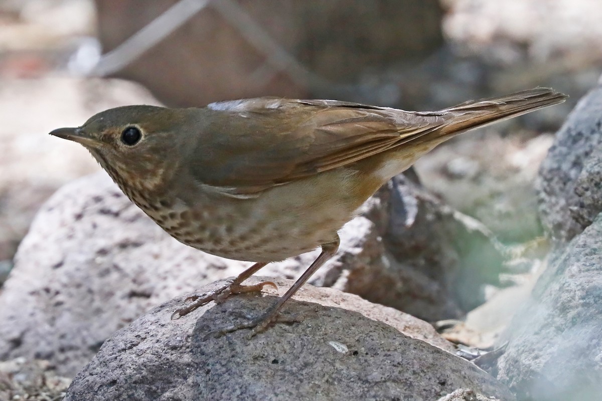 Swainson's Thrush - ML637204037