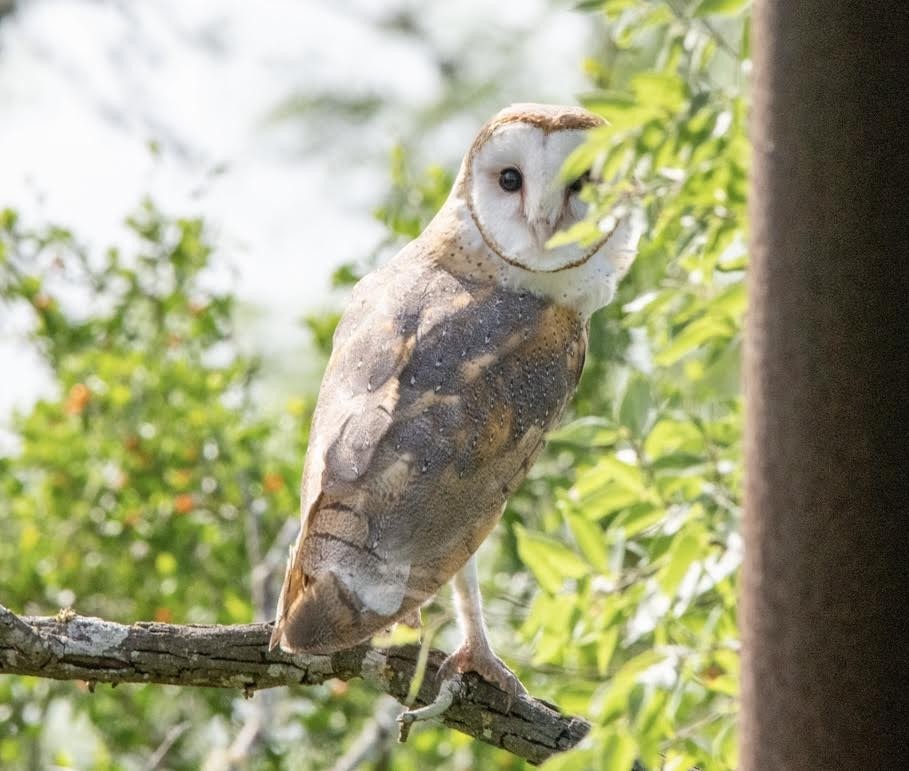 תנשמת אמריקנית - ML637204038