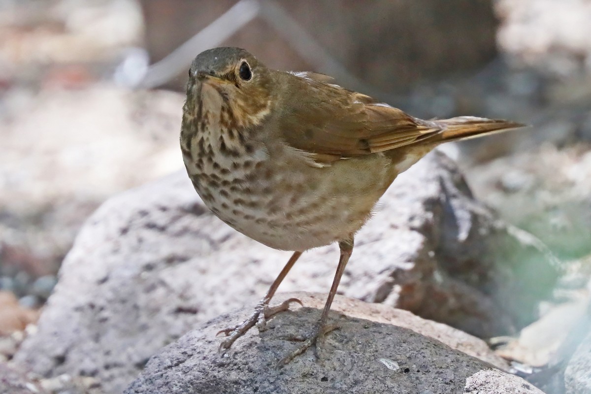 Swainson's Thrush - ML637204051